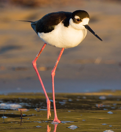 Long legged shore bird