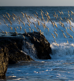 Wave and gulls