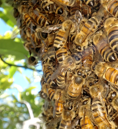 Bee swarm