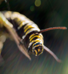 Caterpillar