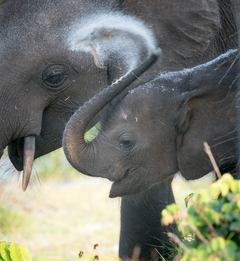 Elephants