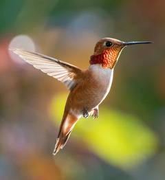 Hummingbird