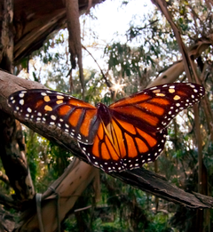 Monarch