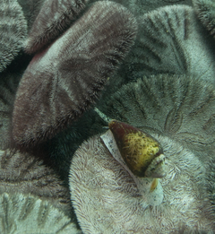 Sand dollars and snail