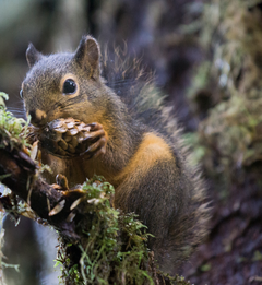 Squirrel